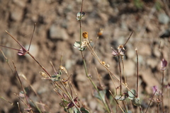 Silene chlorifolia