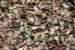 Silene chlorifolia