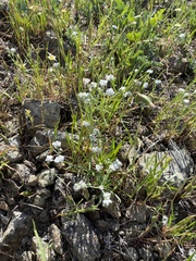 Cryptantha flaccida