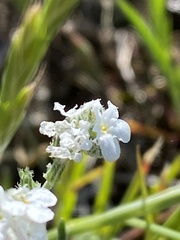 Cryptantha flaccida