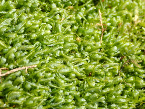 Paprastoji plokštenė