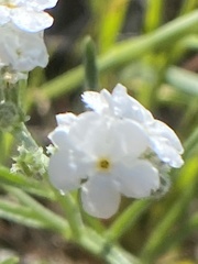 Cryptantha flaccida