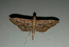 Nausinoe geometralis