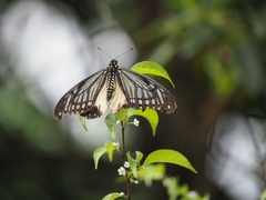 Papilio agestor