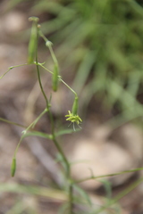 Silene chloropetala