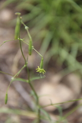 Silene chloropetala