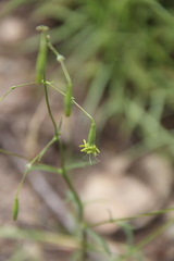 Silene chloropetala