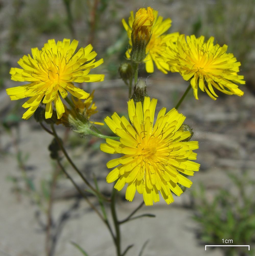 Crepis