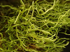 Brachytheciastrum velutinum