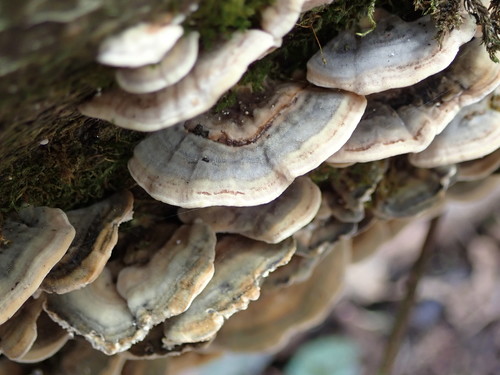 Įvairiaspalvė kempė