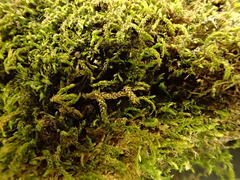 Claopodium whippleanum