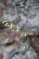 Silene chloropetala