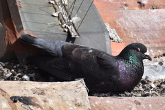 Columba livia domestica