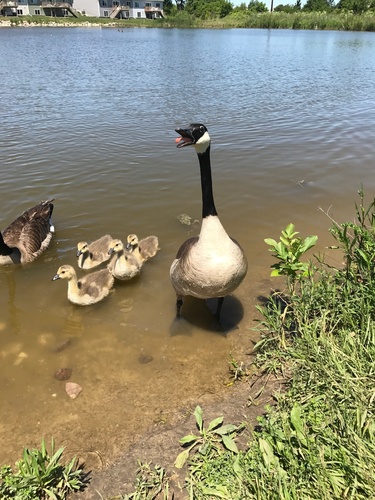 Canada Goose photographed in Iowa