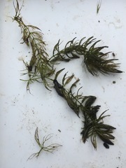 Ceratophyllum