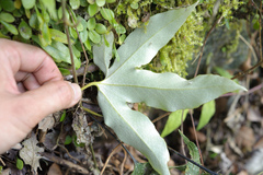 Pyrrosia polydactylos
