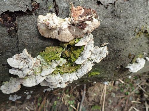 Šiurkščioji kempė