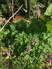 Corydalis solida