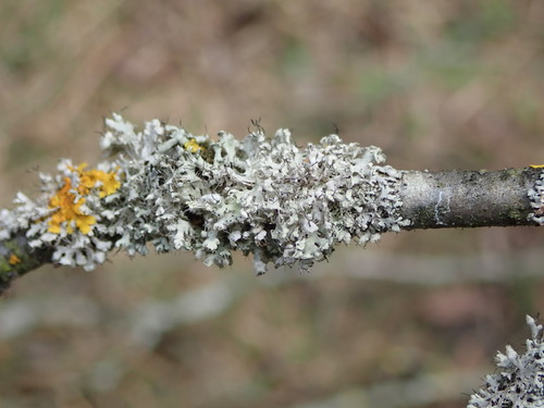 Blakstienotoji žiauberė