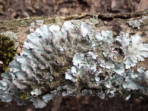 Stangrioji parmelina