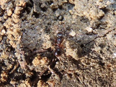 Myrmecina americana