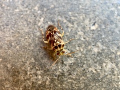 Tropidosteptes quercicola