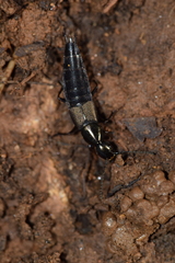 Philonthus decorus