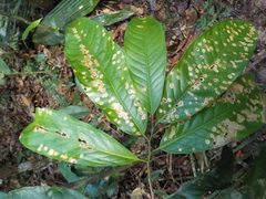 Eschweilera grandiflora
