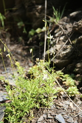Silene dagestanica