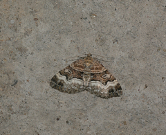 Xanthorhoe biriviata