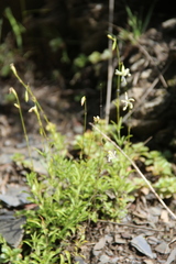 Silene dagestanica