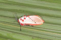 Trosia nigropunctigera