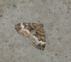 Xanthorhoe biriviata