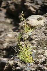 Silene dagestanica