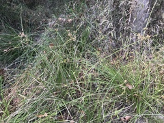Cyperus virens