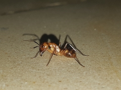 Camponotus zonatus