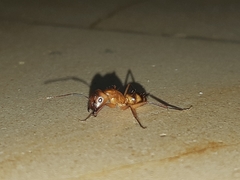 Camponotus zonatus