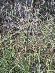 Cyperus virens