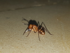 Camponotus zonatus