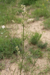 Silene densiflora