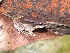 Leptodactylus elenae