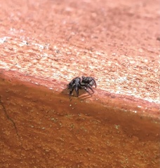 Corythalia conferta