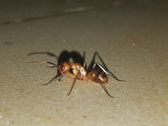 Camponotus zonatus