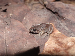Adenomera chicomendesi