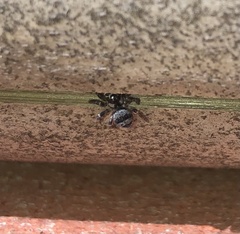 Corythalia conferta