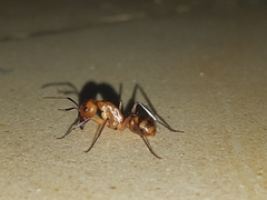 Camponotus zonatus