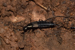 Philonthus decorus