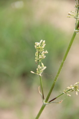Silene densiflora
