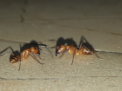 Camponotus zonatus