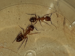 Camponotus zonatus